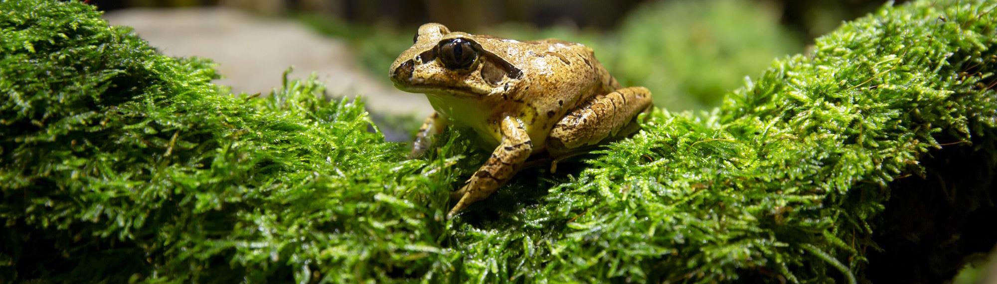 Southern Barred Frog sitting on green moss; frog is a golden brown colour with a black stripe through its eye.