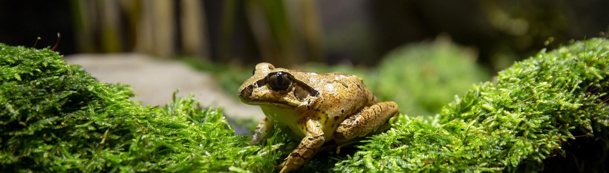 Southern Barred Frog sitting on green moss; a golden brown colour with a black stripe over the left eye.