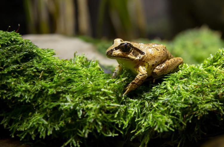 Southern Barred Frog sitting on green moss; a golden brown colour with a black stripe over the left eye.
