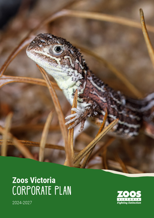 "Zoos Victoria Corporate Plan, Two-thousand Twenty-four to Twenty-Seven" - featuring a Victorian Grassland Earless Dragon.
