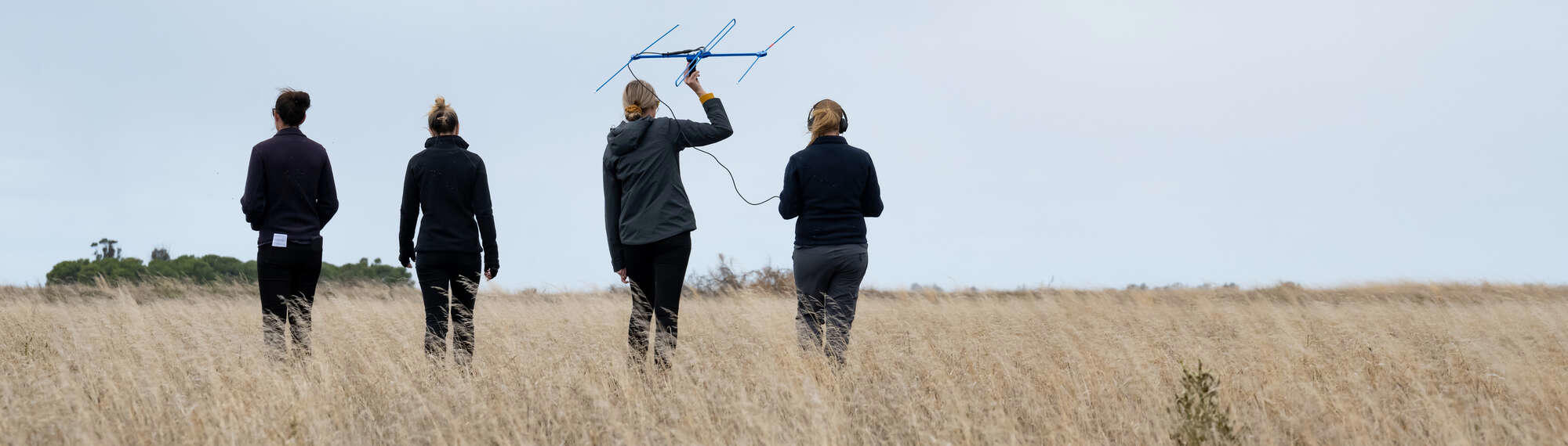 Four Zoos Victoria staff members at field doing research in a grassland beneath a white sky.