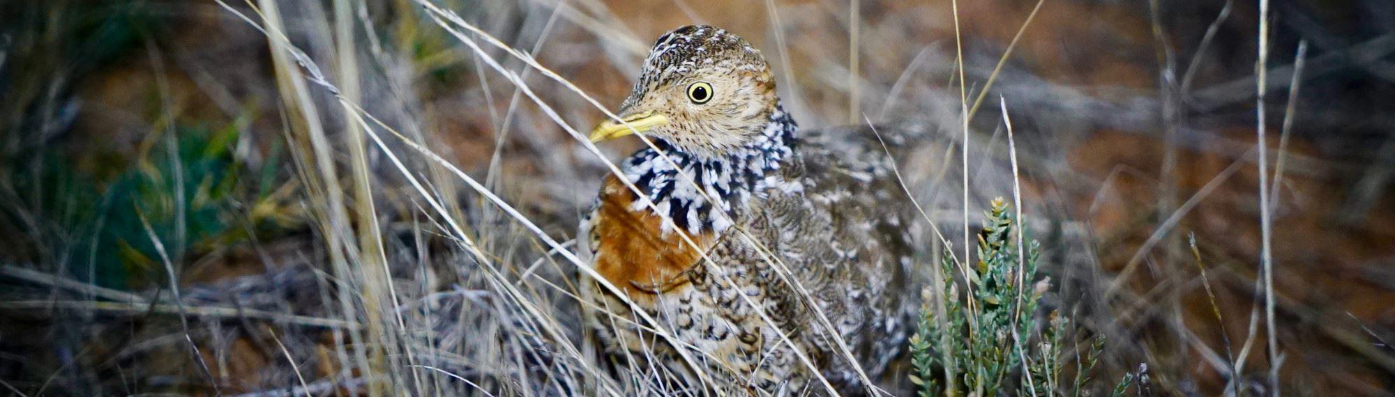Side view of Plains Wanderer bird, standing camouflaged in dry grass, looking left but eyeing the camera.
