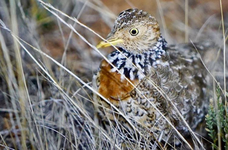Side view of Plains Wanderer bird, standing camouflaged in dry grass, looking left but eyeing the camera.