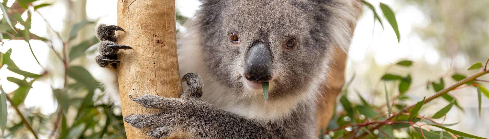 Close up of a Koala, looking toward the camera with a small eucalyptus leaf sticking out of her mouth.