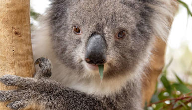 Close up of a female Koala, looking toward the camera with a small eucalyptus leaf sticking out of her mouth.