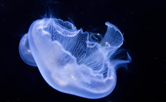 Moon Jellyfish in various positions floating through current in Wild Seas. 