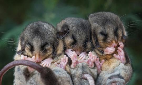 Three Mountain Pygmy Possum pups