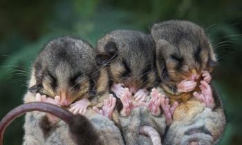 Three Mountain Pygmy-Possum pups, huddled in a row.