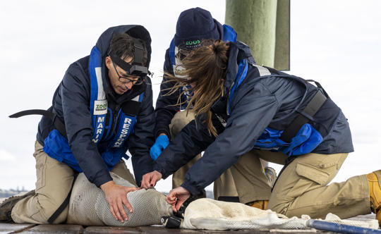 A group of Marine keepers attend to a Seal in the wild (Port Philip) as part of the Marine Response Unit.
