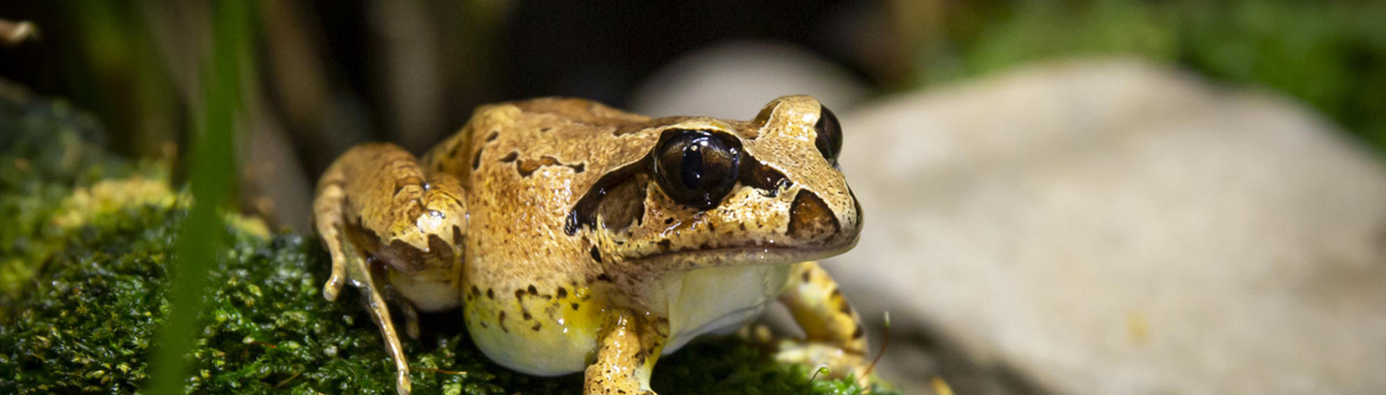Close-up of a Stuttering Frog on moss, facing right.