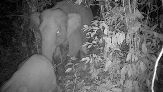 Two Asians Elephants pacing through the Philippian jungle, seen from above through infrared.