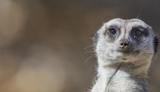 A Meerkat on sentry duty, looking at the camera.