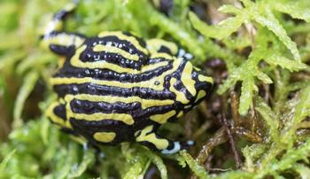 A black and yellow frog on a wet, ferny plant