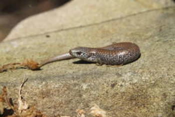 Alpine She-oak Skink lying on a flat, rocky surface in the sun.