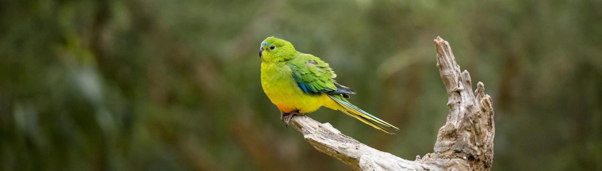 Side view of an Orange Bellied Parrot side perching on a tree branch and looking to the left; featuring grass green plumage with yellow, blue and (as the name suggests) an orange belly.