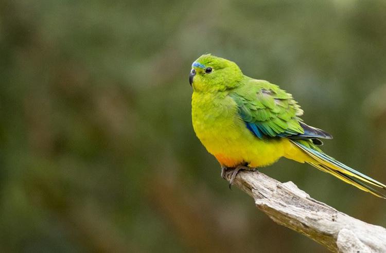 Side view of an Orange Bellied Parrot side perching on a tree branch and looking to the left; featuring grass green plumage with yellow, blue and (as the name suggests) an orange belly.