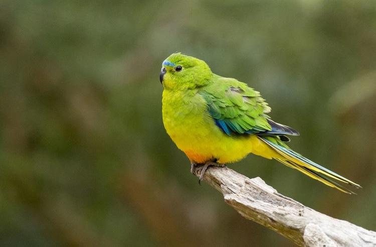 Side view of an Orange Bellied Parrot side perching on a tree branch and looking to the left. The parrot is grass green with yellow and blue and as the name suggests it has an orange belly.