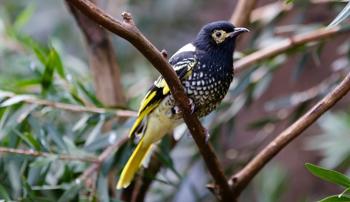 A black and yellow bird perched on a thin branch looking to the right with green leaves in the background
