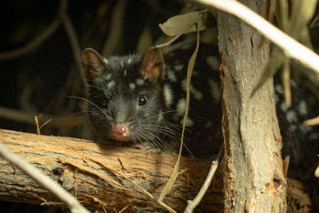 Two female Eastern Quolls are settling in to their new home in the Nocturnal House at Healesville Sanctuary