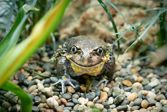 Southern Giant Burrowing Frog in habitat, facing the camera.