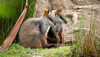 Two wallabies resting in the grass