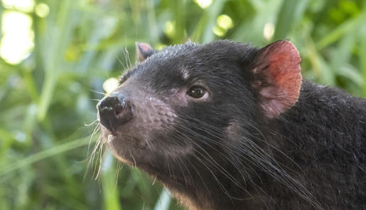 Female Tasmanian Devil Facing Left Of Frame