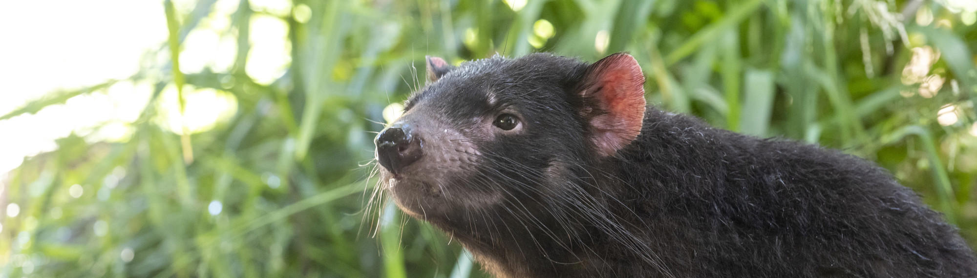 Close-up of female Tasmanian Devil facing left of frame.
