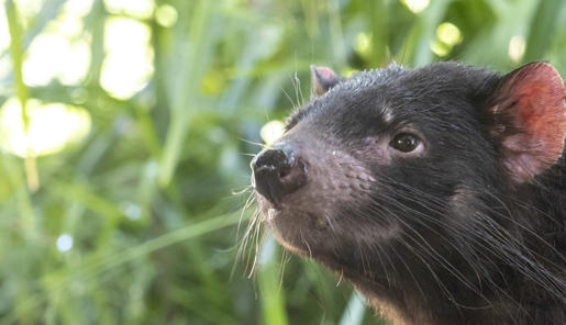 Close-up of female Tasmanian Devil facing left of frame.