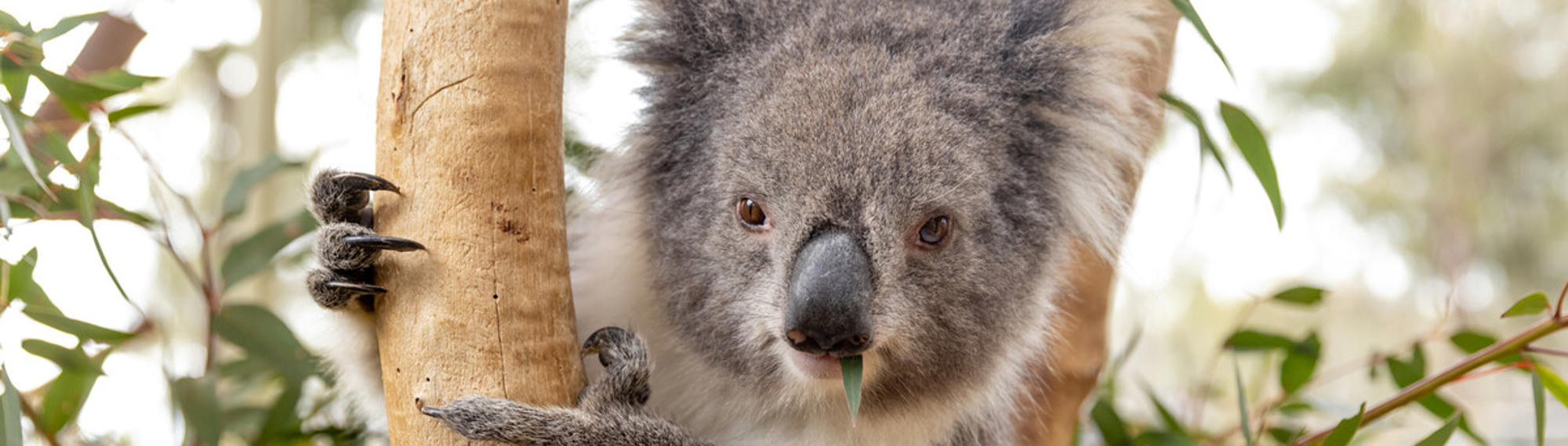 Koala clinging to a tree branch, looking to the camera, with leaf in mouth.