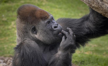 Gorilla Eating Peanut Butter
