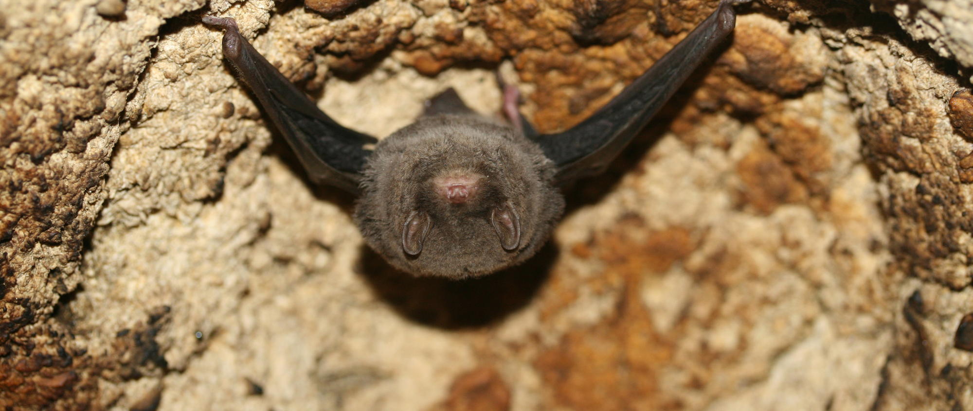 Southern Bent-wing Bat research: Bats roosting and flying inside cave; Photographic credit required, Steve Bourne.
