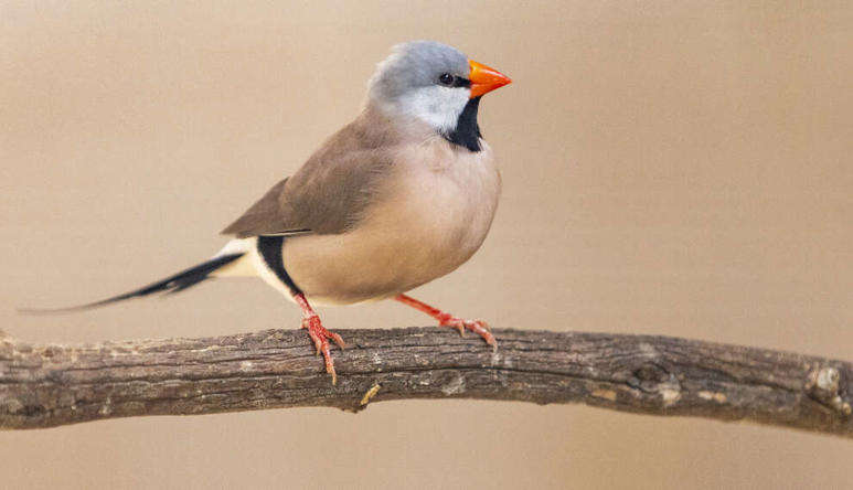 Two Long Tailed Finches on a tree branch