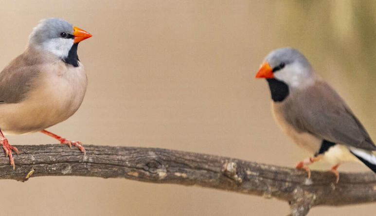 Two Long Tailed Finches on a tree branch.