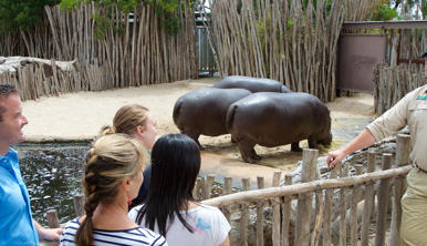 A group of people listening to a Zoo Keeper talk in front of three hippos