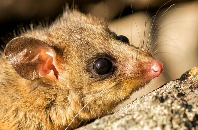 Close up of a possum's face, resting on an angled rock