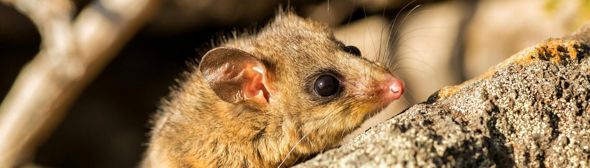 Close-up of a Possum's face, resting on an angled rock and facing right.