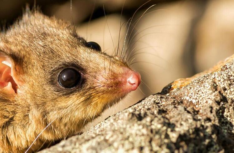 Close-up of a Possum's face, resting on an angled rock and facing right.
