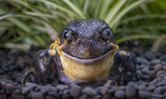 Close-up of Southern Giant Burrowing Frog, sitting on pebbles and facing the camera.