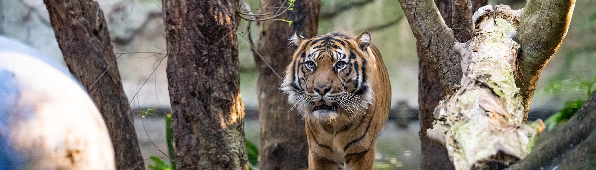 Hutan, the Sumatran Tiger, facing left of camera with his mouth slightly open.