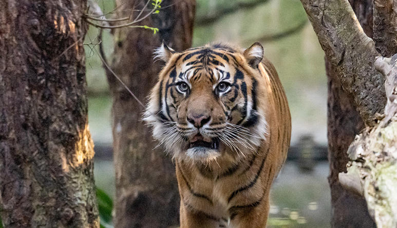 Hutan, the Sumatran Tiger, facing left of camera with his mouth slightly open.