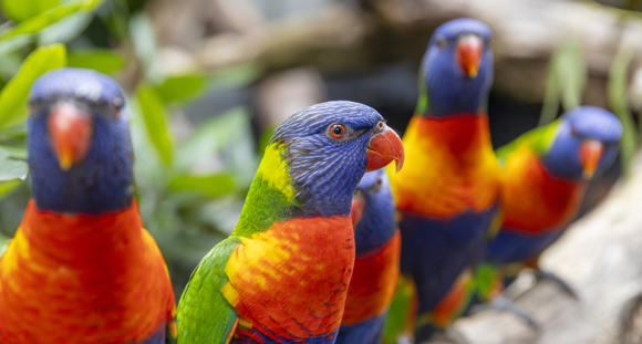 Flock of five Rainbow Lorikeets perched on a tree branch, shown close-up from their right.