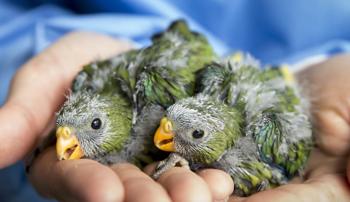 Close-up of two Orange-Bellied Parrot chicks, held in a Keeper's cupped hands, both looking left.