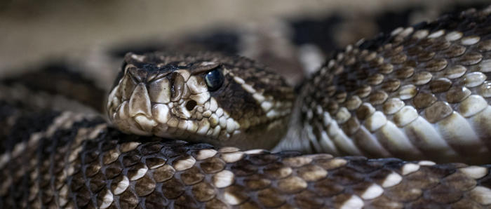 Eastern Diamondback Rattlesnake In A Coil 