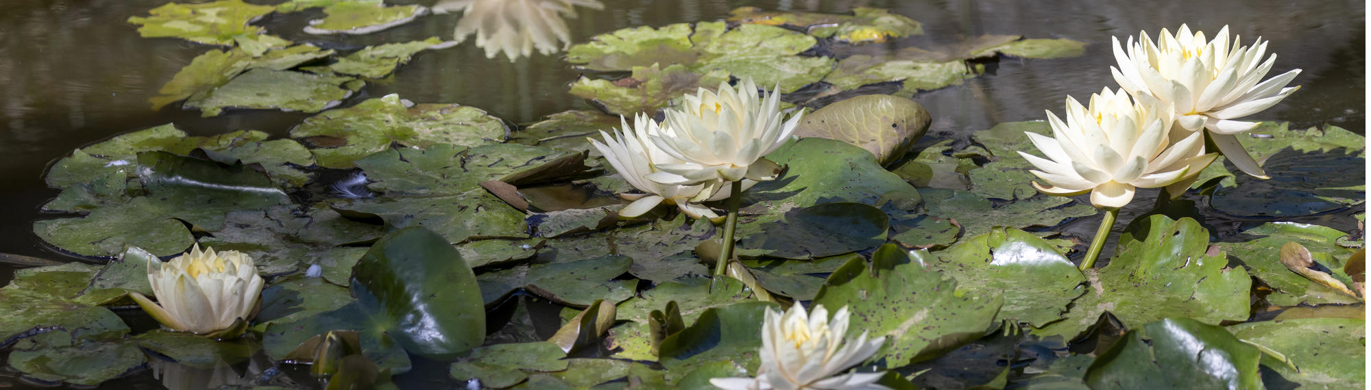 Close-up of a pond with lily-pads and white flowers.