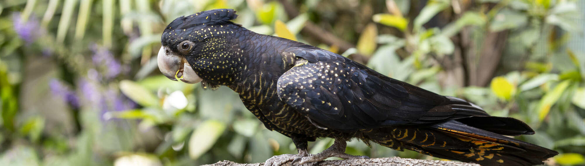 Red-tailed Black Cockatoo, facing left.