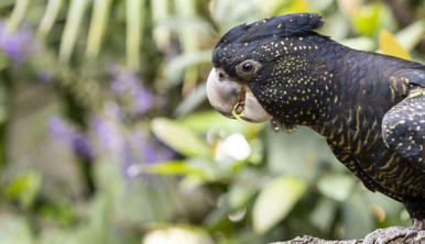 Red-tailed Black Cockatoo, facing left.