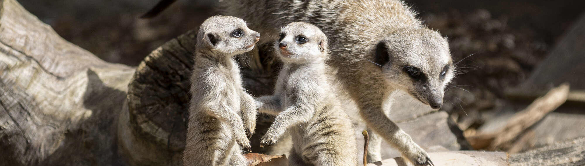 Three Meerkats, adult and two pups who are facing each-other.