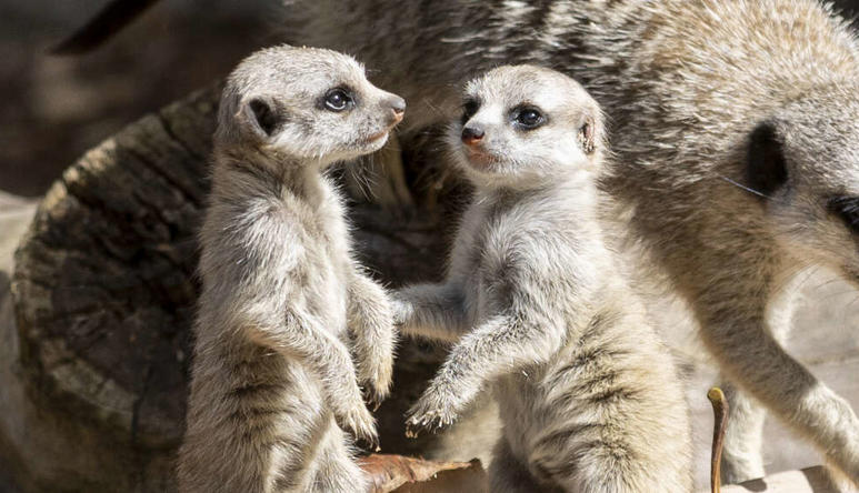 Three Meerkats, adult and two pups who are facing each-other.