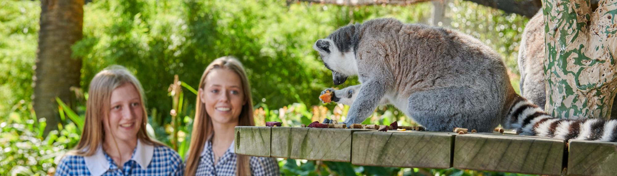 Two students smile as they look at two Lemurs on a platform in the foreground, one eating a piece of fruit and the other off-frame to the right.
