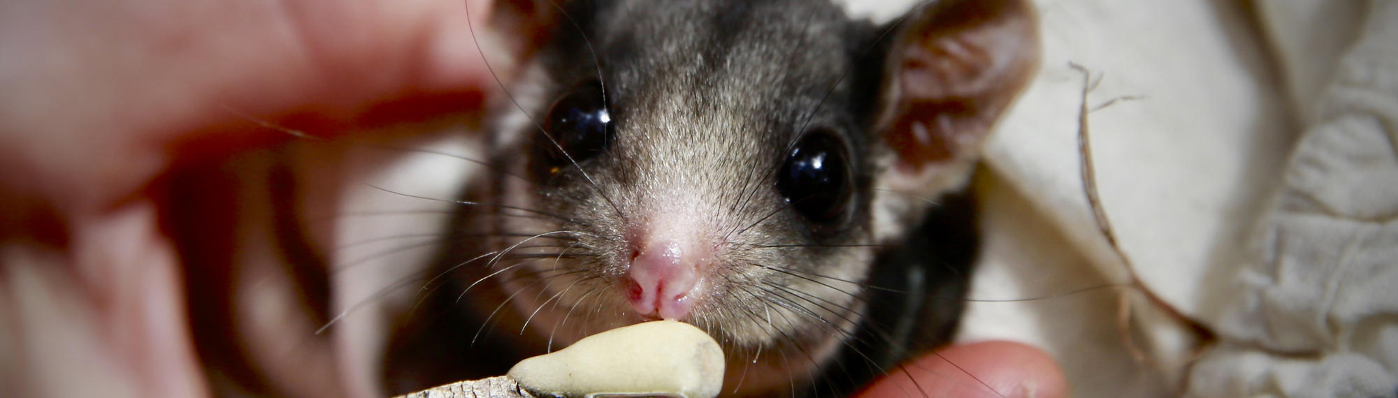 Close-up of Mountain Pygmy-Possum being feed from a cotton swab, facing the camera from their bag.